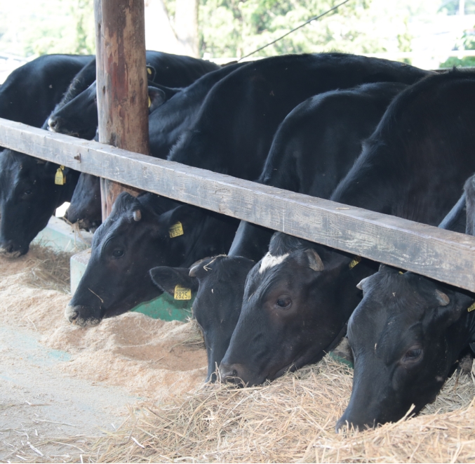 牛が主人公の毎日