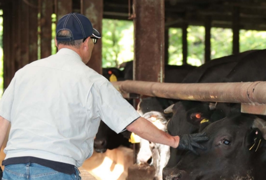 安心・安全で美味しい牛肉を届けたい