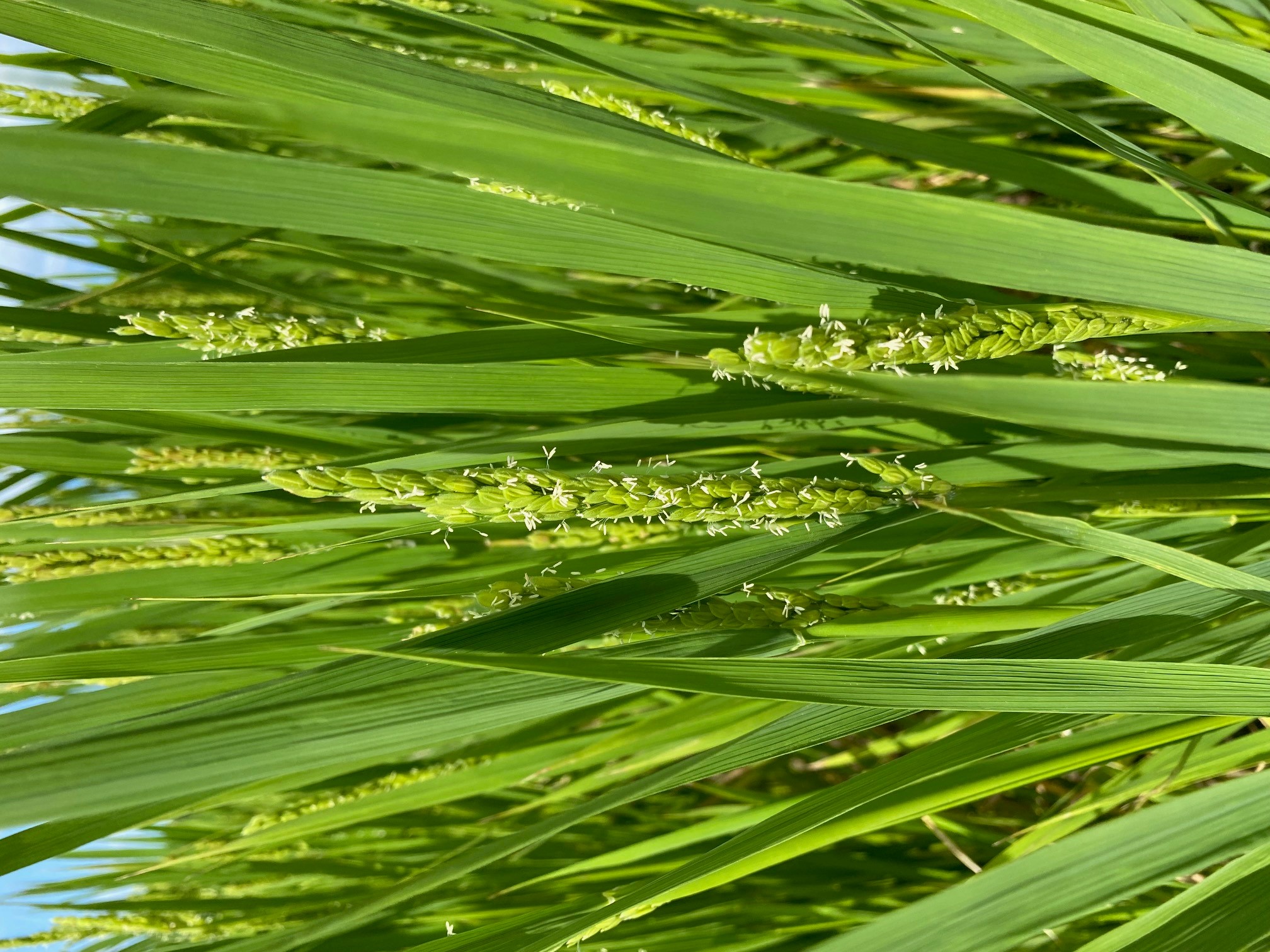 お知らせ記事写真