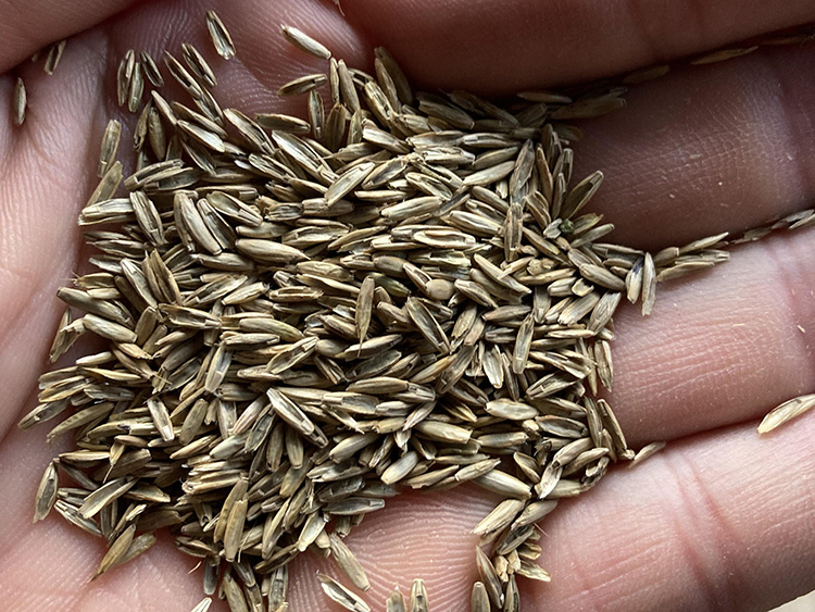 お知らせ記事写真