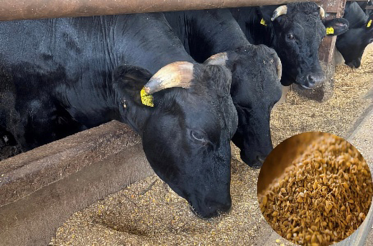 お知らせ記事写真